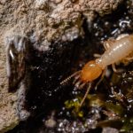 Termites Del Mar