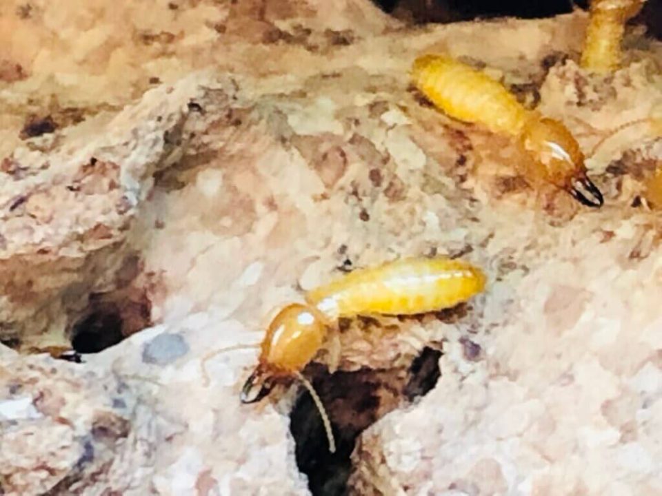 Termite Control Near Me Encinitas