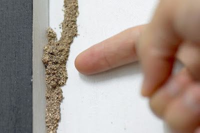 Termite Inspection Carlsbad