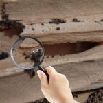 Termite Inspection Del Mar