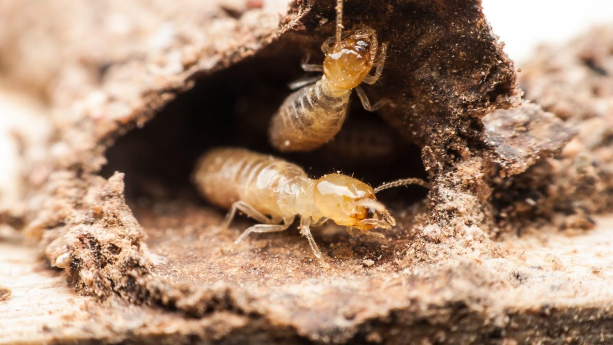 Termite Pest Control Poway