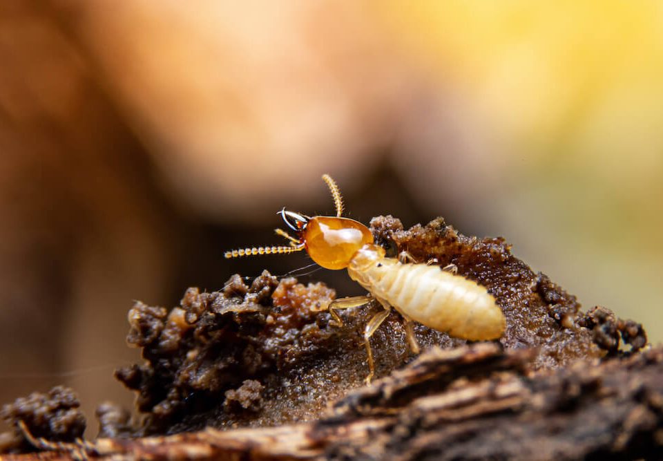 Termite Pest Control Rancho Santa Fe