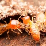 Termites Poway