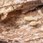 Termites San Marcos