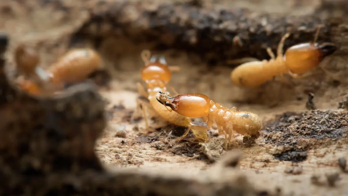 Termites Escondido
