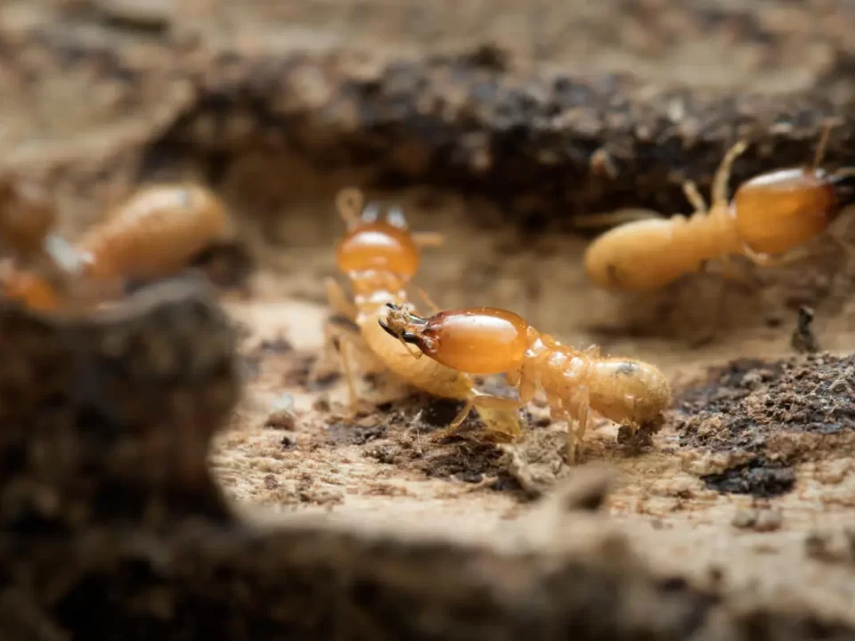 Termites Escondido