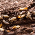 Termite Control Near Me Solana Beach