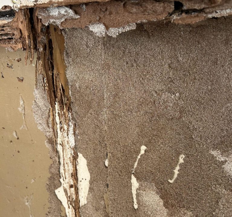 Termite Inspection Poway