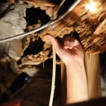 Termite Inspection San Marcos