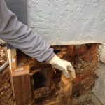 Termite Inspection Solana Beach