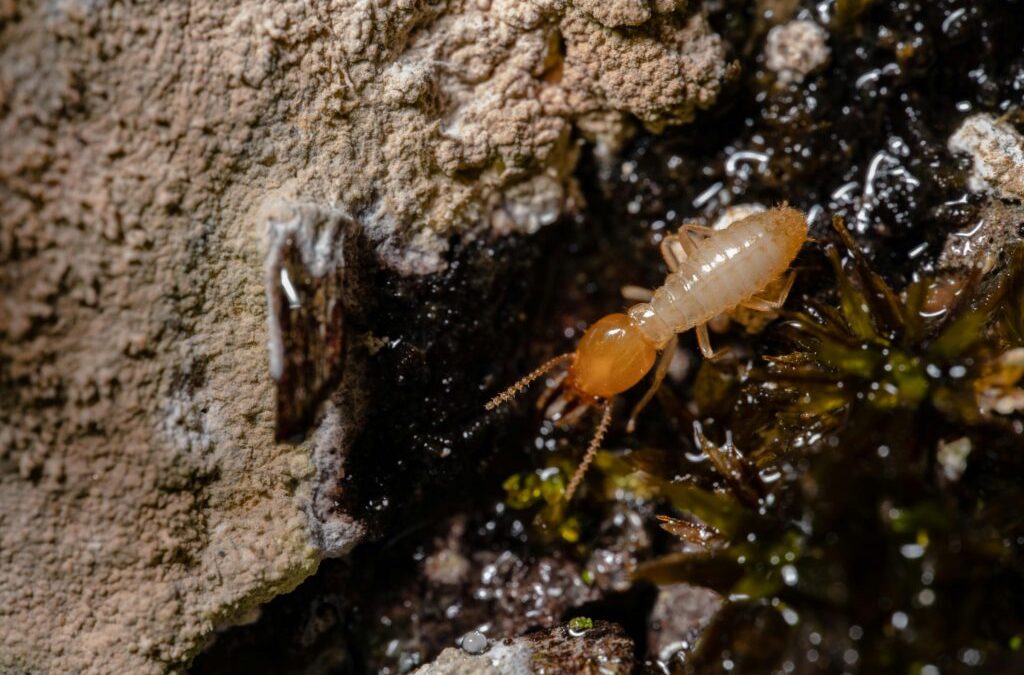 Termite Pest Control Solana Beach