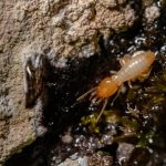 Termite Pest Control Solana Beach