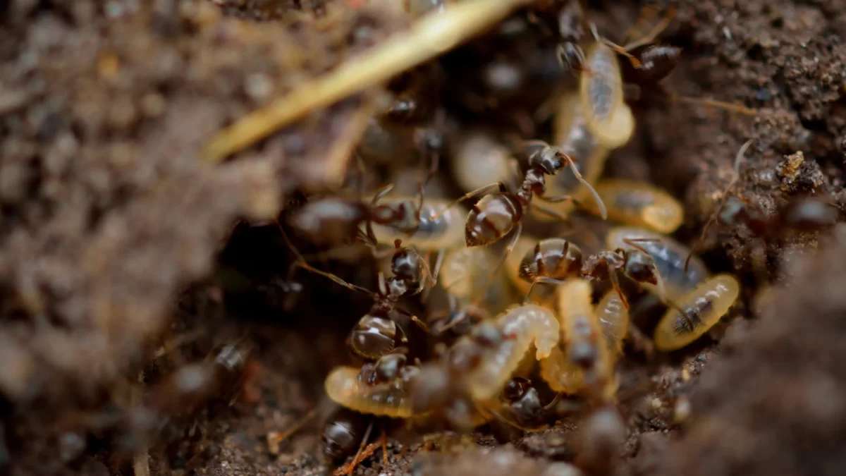 Termites Oceanside