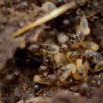 Termites Oceanside