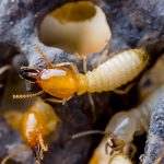 Termites Vista