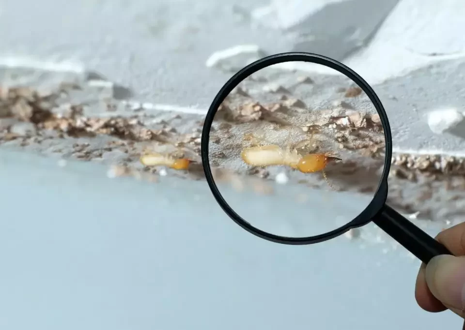 Termite Inspection Escondido