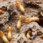 Termite Pest Control Pacific Beach