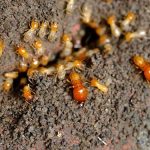 Termite Pest Control Poway