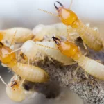 Termite Treatment San Marcos