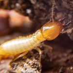 Termites La Jolla