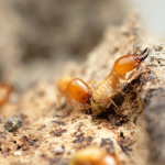 Termites San Marcos