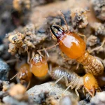 Termite Control Oceanside