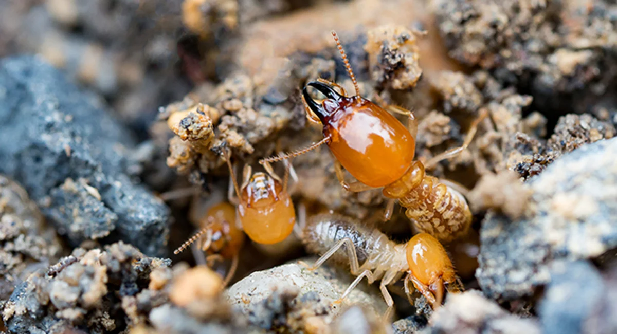 Termite Control Oceanside