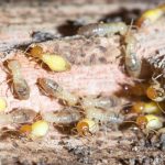 Termite Control Poway