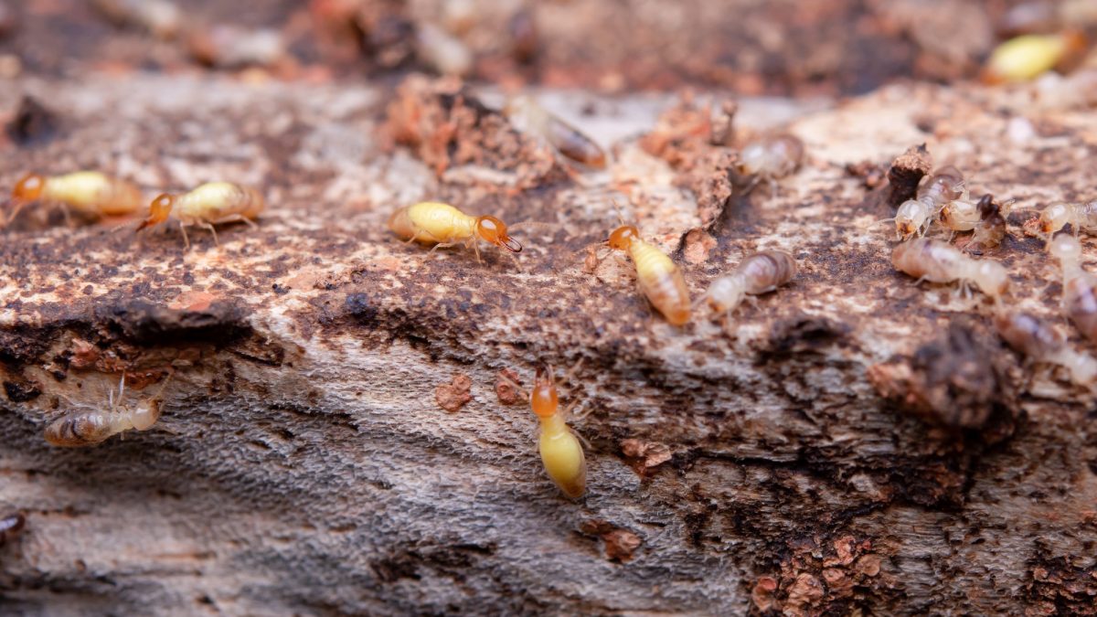 Termite Pest Control San Marcos