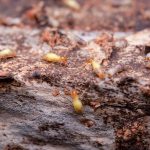 Termite Pest Control San Marcos