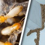 Termite Treatment Carlsbad