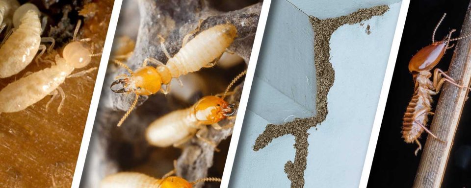 Termite Treatment Carlsbad