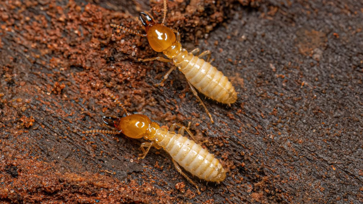 Termites Escondido