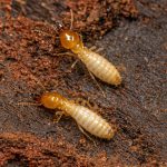 Termites Escondido