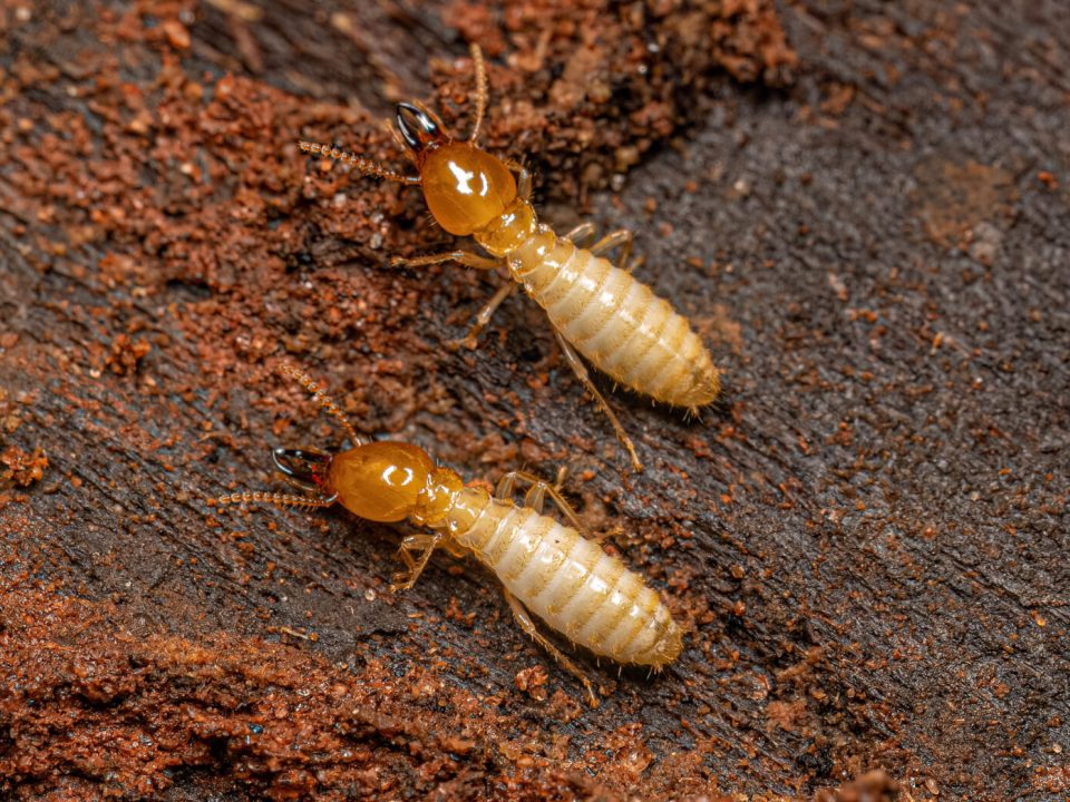 Termites Escondido