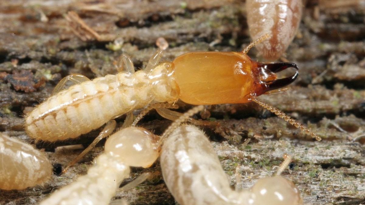 Termites Rancho Santa Fe