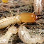 Termites Rancho Santa Fe