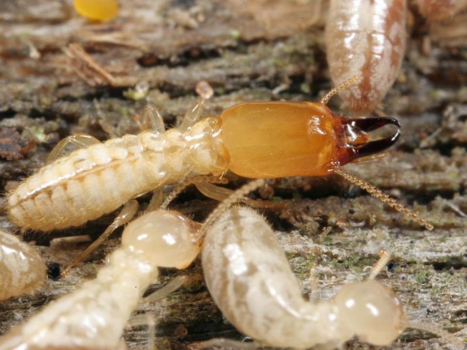 Termites Rancho Santa Fe