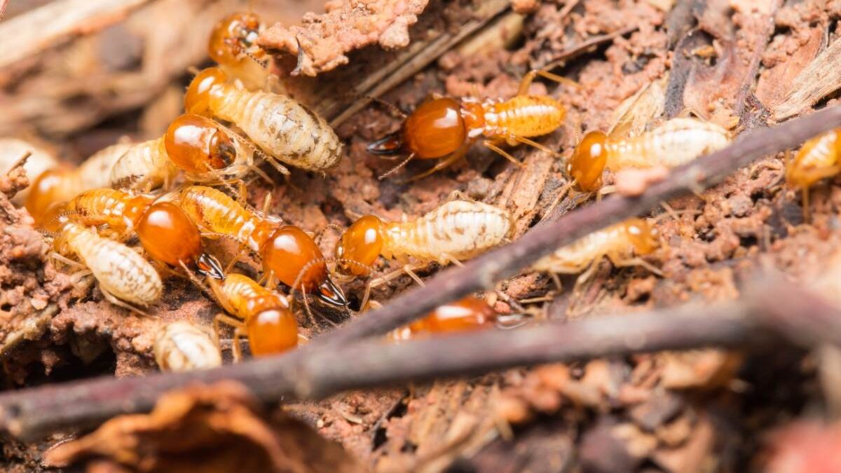 Termite Control Near Me Mission Beach