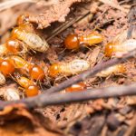 Termite Control Near Me Mission Beach