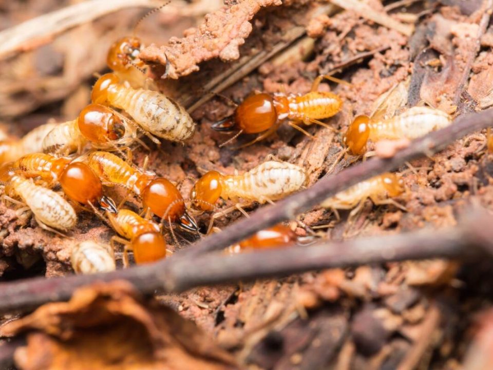 Termite Control Near Me Mission Beach