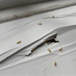 Termite Inspection Escondido