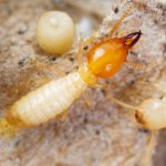 Termite Pest Control Oceanside