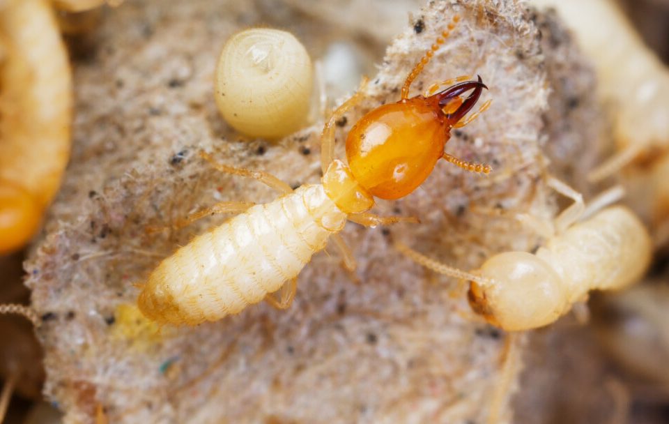 Termite Pest Control Oceanside