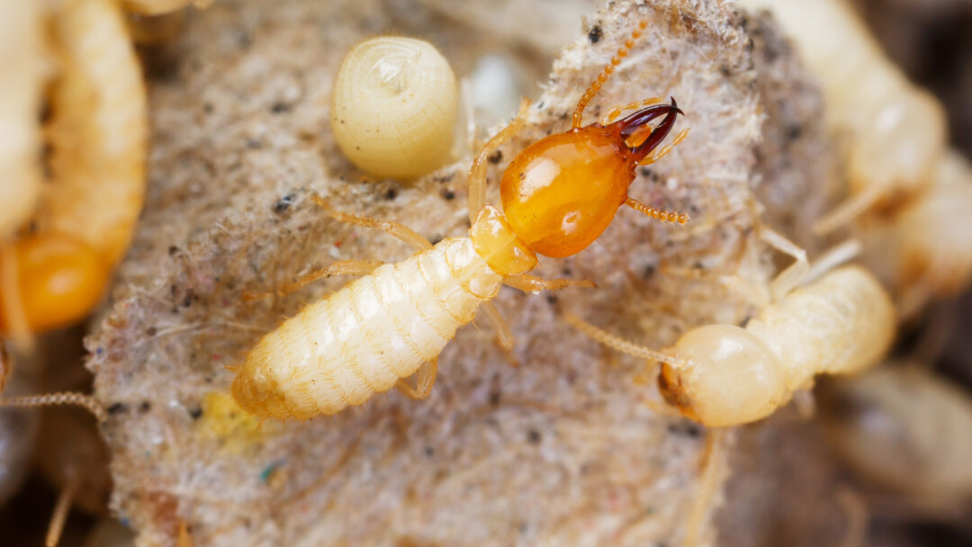 Termite Pest Control Oceanside