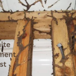 Termite Treatment Cost Carlsbad