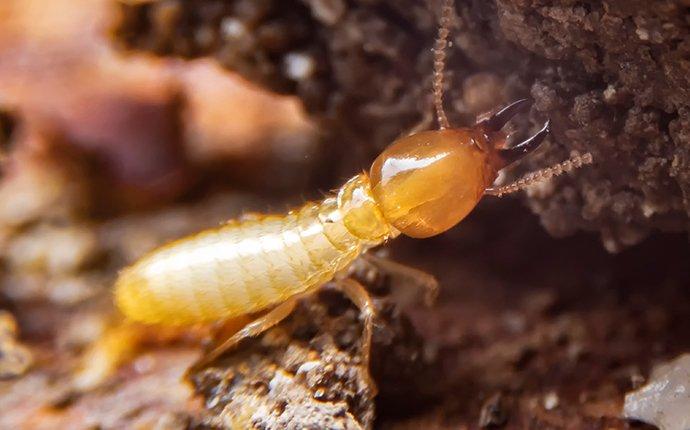 Termite Treatment Pacific Beach