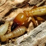 Termites Carlsbad