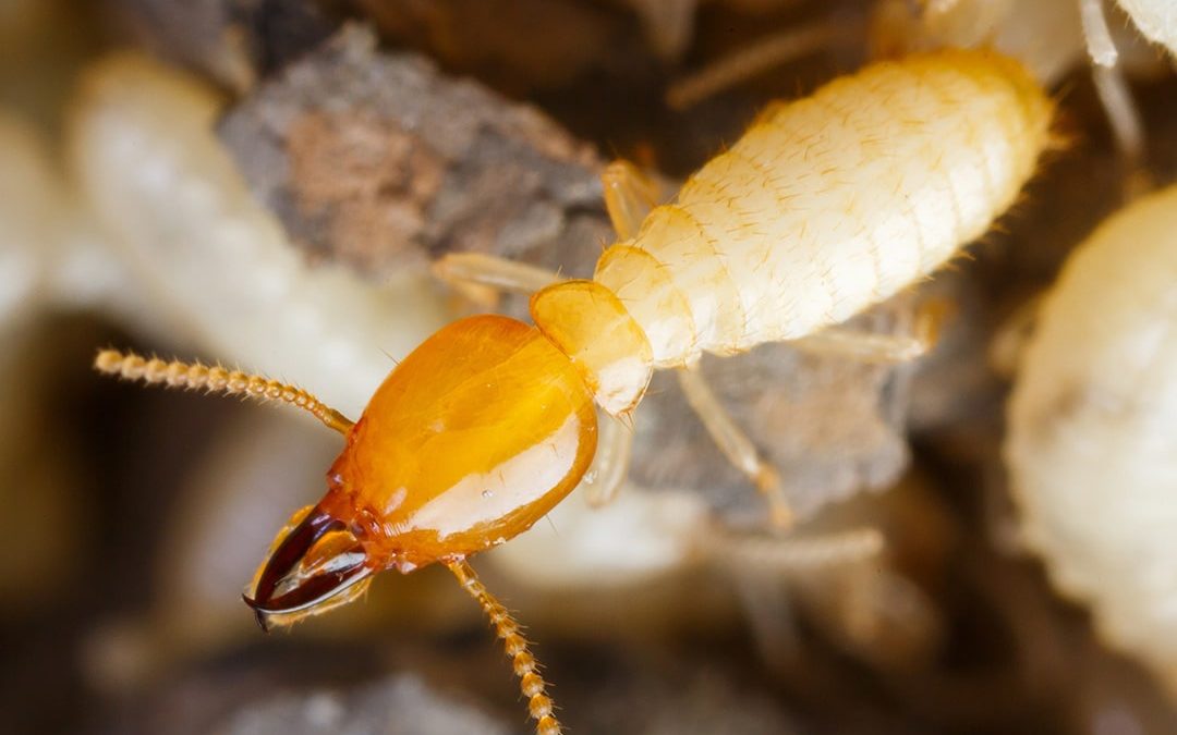 Termites Del Mar