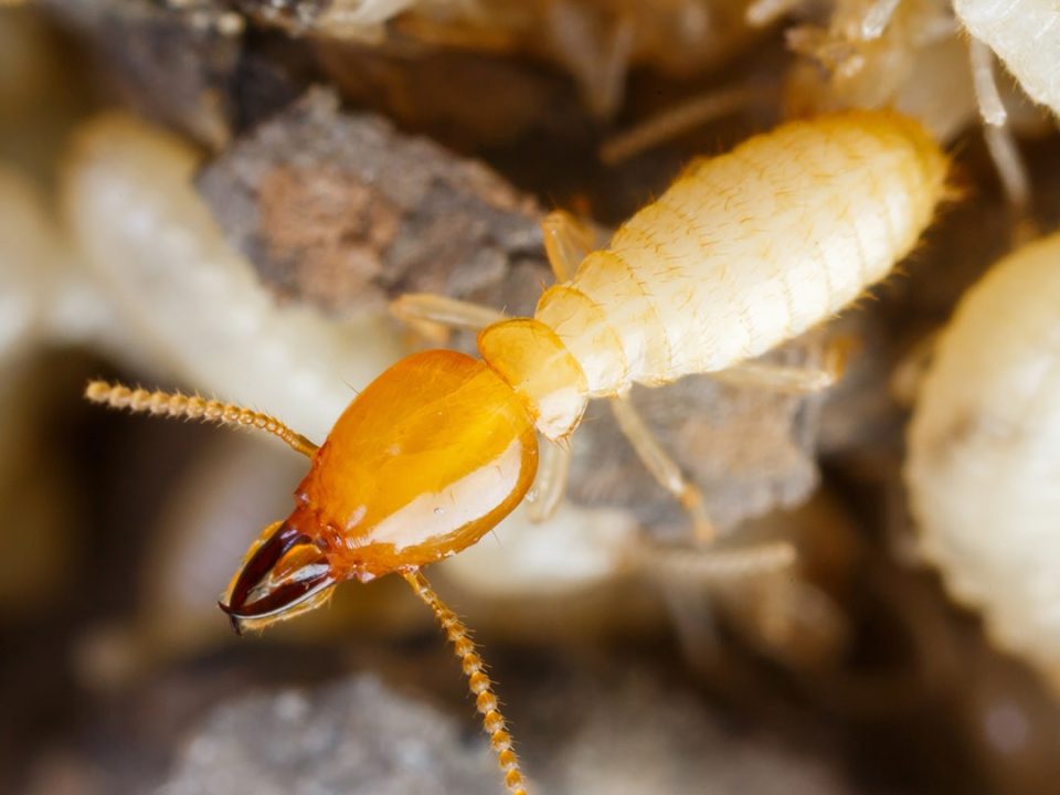 Termites Del Mar